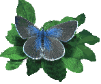 Blue butterfly